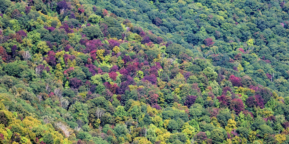 parkwaycolors's tweet image. soon...
Low color by mid - late Sep
Moderate color by early Oct
High color by mid - late Oct
PEAK color by late Oct
๐ณ ๐ ๐ ๐