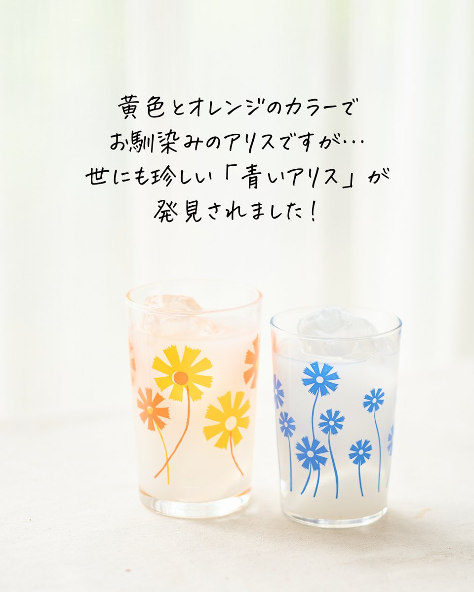 aderia_retro's tweet image. アデリアレトロ柄紹介:青いアリスが咲きました🌼
黄色とオレンジのカラーでお馴染みの「アリス」ですが、世にも珍しい青いアリスが発見されました⋯!
よく見ると、茎のくねっとしてる感じとかデザインの細部はちょっと違うかも?
カタログには載っていなくても、底には「aマーク」がありました!…