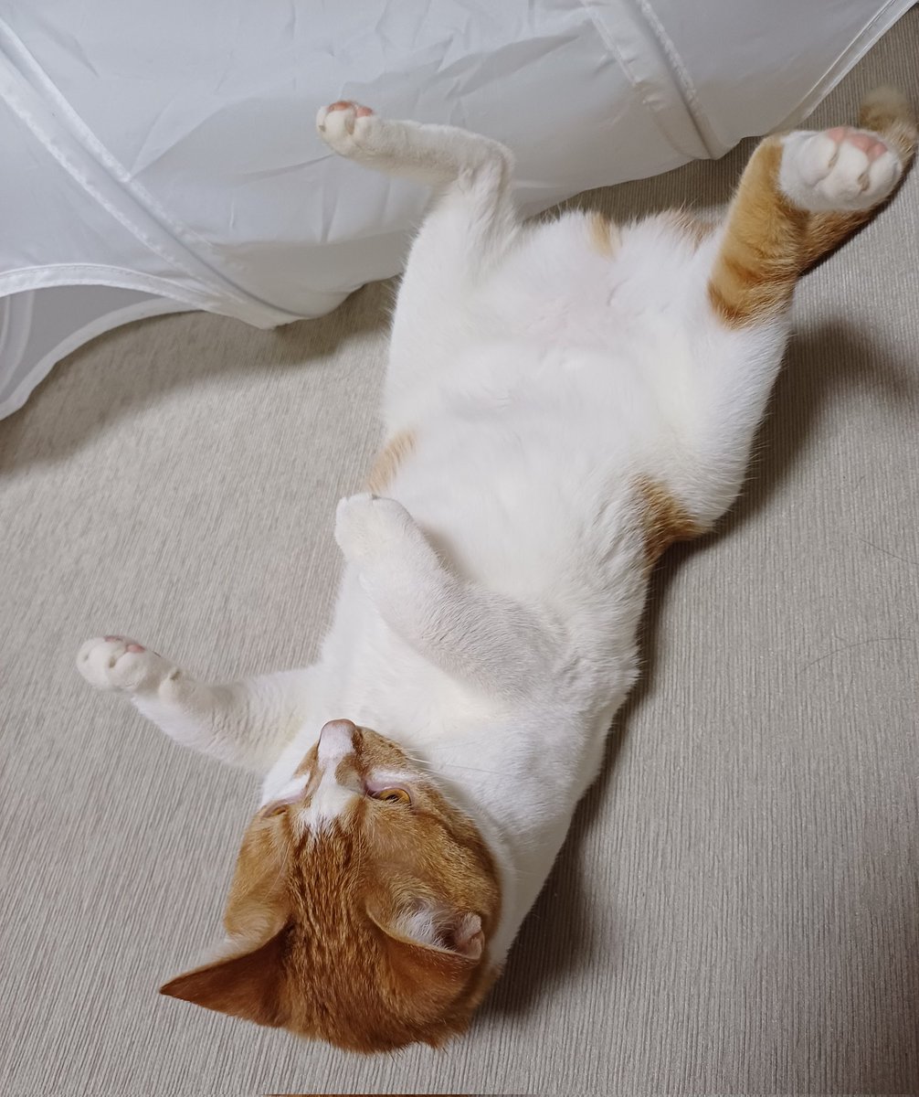 고양이 요새 인간만 보면 
좀만 긁어주고 가시게. 하고 찰푸닥 드러누워 버림