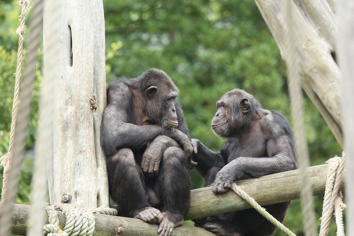 EdinburghZoo's tweet image. Happy #WorldChimpanzeeDay from our terrific troop 🙉
Intelligent and emotionally expressive, chimps have one of the most intricate social structures in the animal kingdom.
Find out more about the unique characters in our group 🔗 edinburghzoo.org.uk/news/meet-our-…