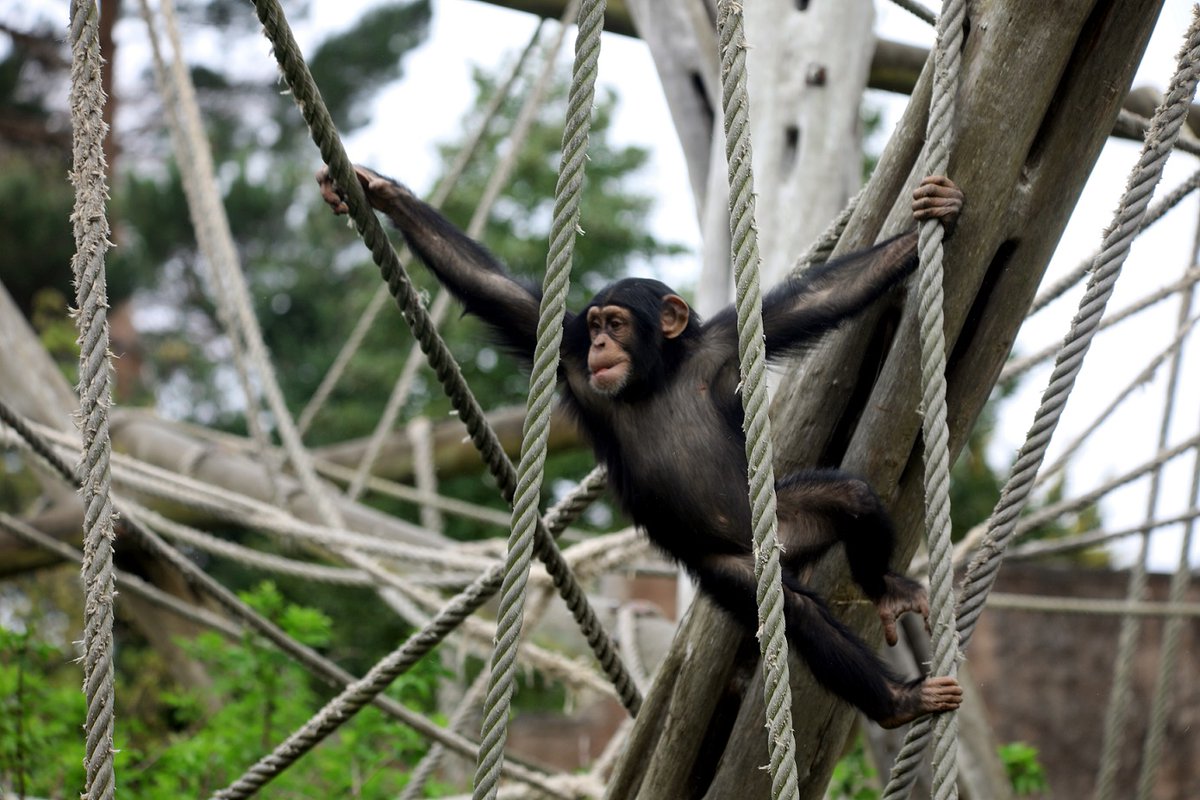 EdinburghZoo's tweet image. Happy #WorldChimpanzeeDay from our terrific troop 🙉
Intelligent and emotionally expressive, chimps have one of the most intricate social structures in the animal kingdom.
Find out more about the unique characters in our group 🔗 edinburghzoo.org.uk/news/meet-our-…