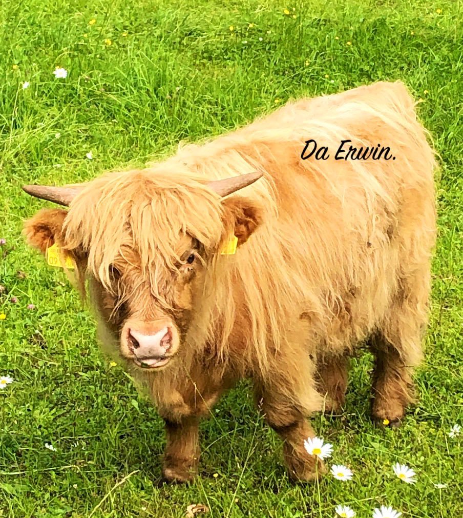 Da Michi woa Gestan machtigst am Bergauffi und a wida Oweradln.🚴🏽‍♂️

A boa Buidln håb i freille a gmåcht und damit wünsch ma an Ex-VoglHeisl, jetza X, an Guadn Moang samt stressfreia Wochn.🍀

Des Rindvich, warad da Erwin und mia Zwoa woarn uns glei amoi sympathisch, warum a ima.☺️