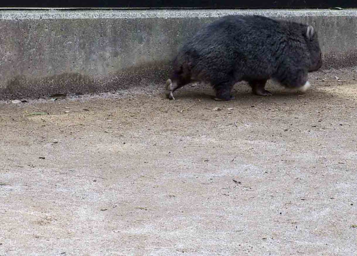 chome46300's tweet image. ウォンバットのユキ (五月山動物園 @ 大阪府池田市)
Wombat Yuki (Satsukiyama Zoo @ Ikeda-shi, Osaka, Japan)
#ウォンバット #Wombat #五月山動物園 #Satsukiyama #池田市