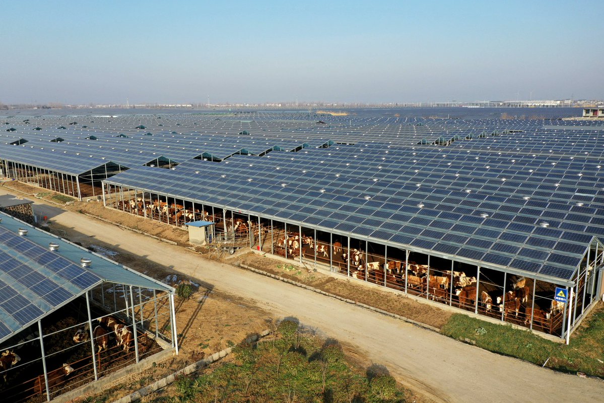dadiomov's tweet image. New word spotted: "agrovoltaic"
"Cattle are kept in pens beneath solar-panel arrays at an agrivoltaic farm in Mengcheng County, Bozhou, Anhui province, China, on December 23, 2023"
from theatlantic.com/photography/ar…