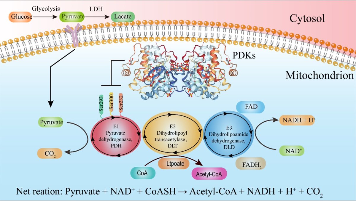 JPBY_official's tweet image. Pyruvate dehydrogenase kinases: key regulators of cellular metabolism and therapeutic targets for metabolic diseases   link.springer.com/article/10.100…
@SiChuanUniv
#Pyruvate_dehudrogenase_kinase #Metabolic_reprogramming #ROS   #Apoptosis #Metabolic_diseases