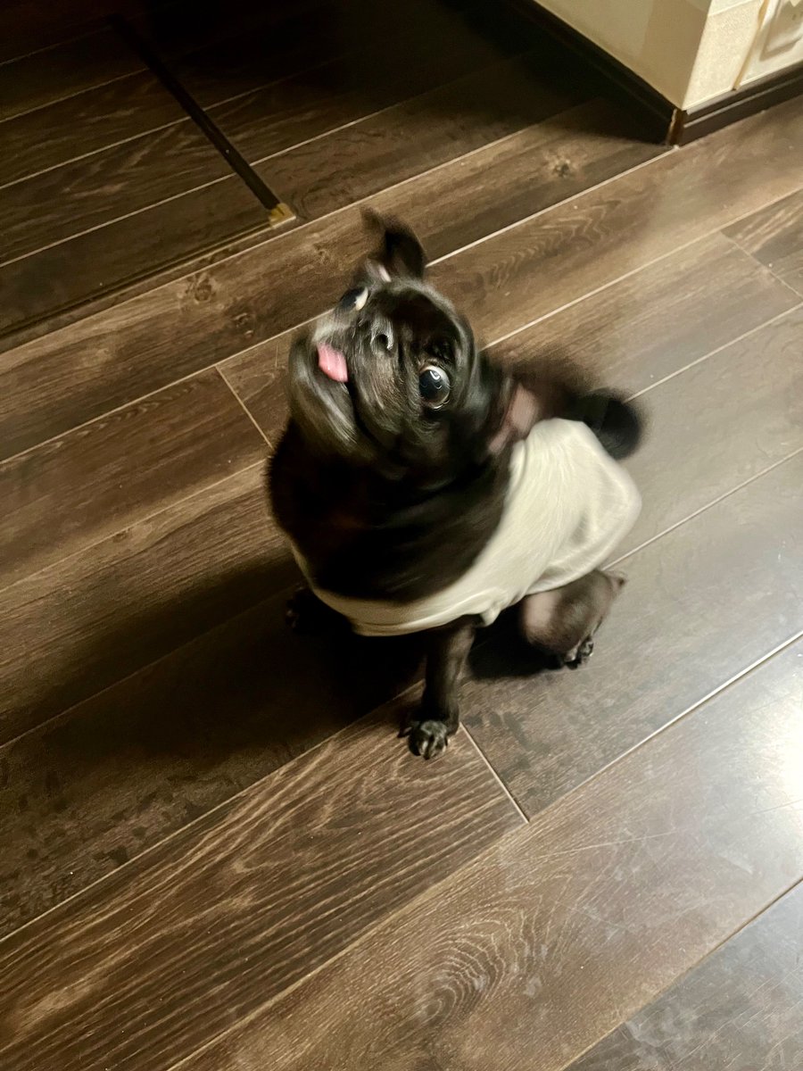 散歩中に雨が降り急ぎ帰宅なう🐕‍🦺☔️

それでもおやつはいつもの量を当然食べる苦笑

#パグ #pug  #お回り撮ったら軽くホラー