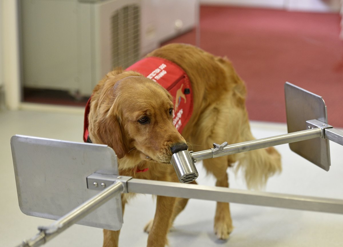 MedDetectDogs's tweet image. Things Bumper and Peanut have taught us about #parkinsons disease as shown in our study published today.
👃Dogs can reliably smell its odour in skin swabs
🐾They have a sensitivity of up to 80% (finding when the disease is present)
🦠They have a specificity of up to 98%…