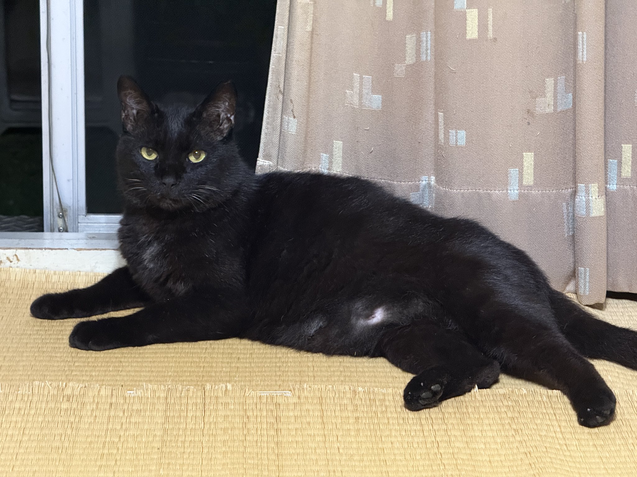 7  黒ねこ くまはうす on X: 