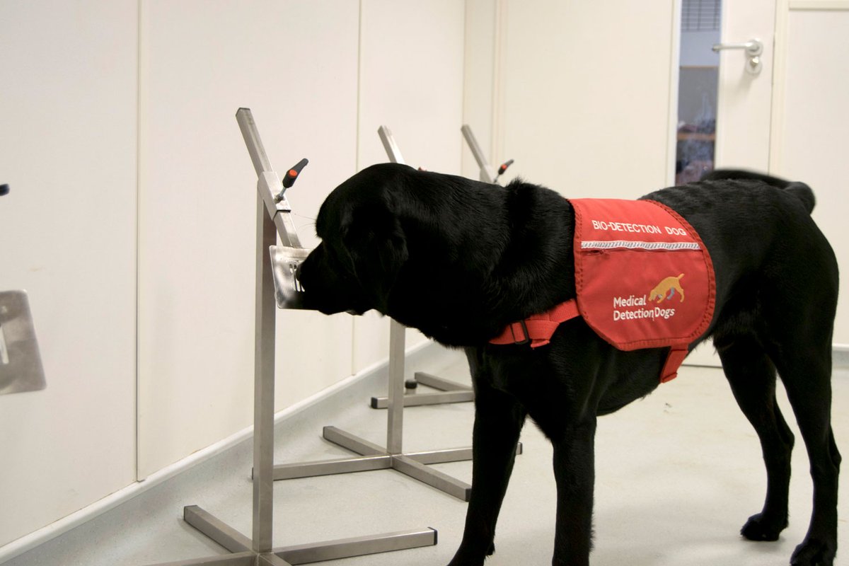 MedDetectDogs's tweet image. Things Bumper and Peanut have taught us about #parkinsons disease as shown in our study published today.
👃Dogs can reliably smell its odour in skin swabs
🐾They have a sensitivity of up to 80% (finding when the disease is present)
🦠They have a specificity of up to 98%…