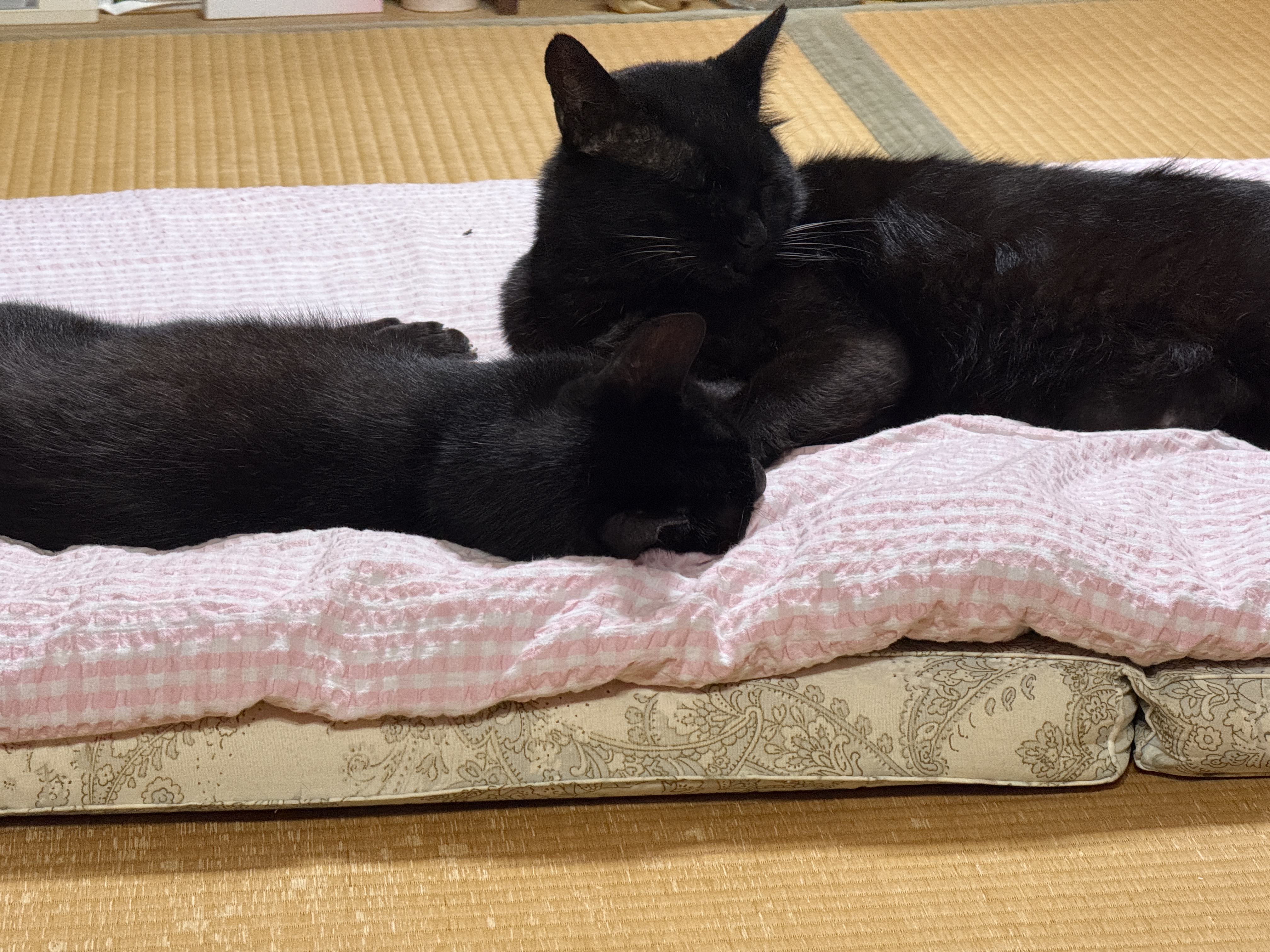 黒ねこ M 楽天市場】ケーセン ぬいぐるみ kosen 黒猫 立ち 40cm Mauz