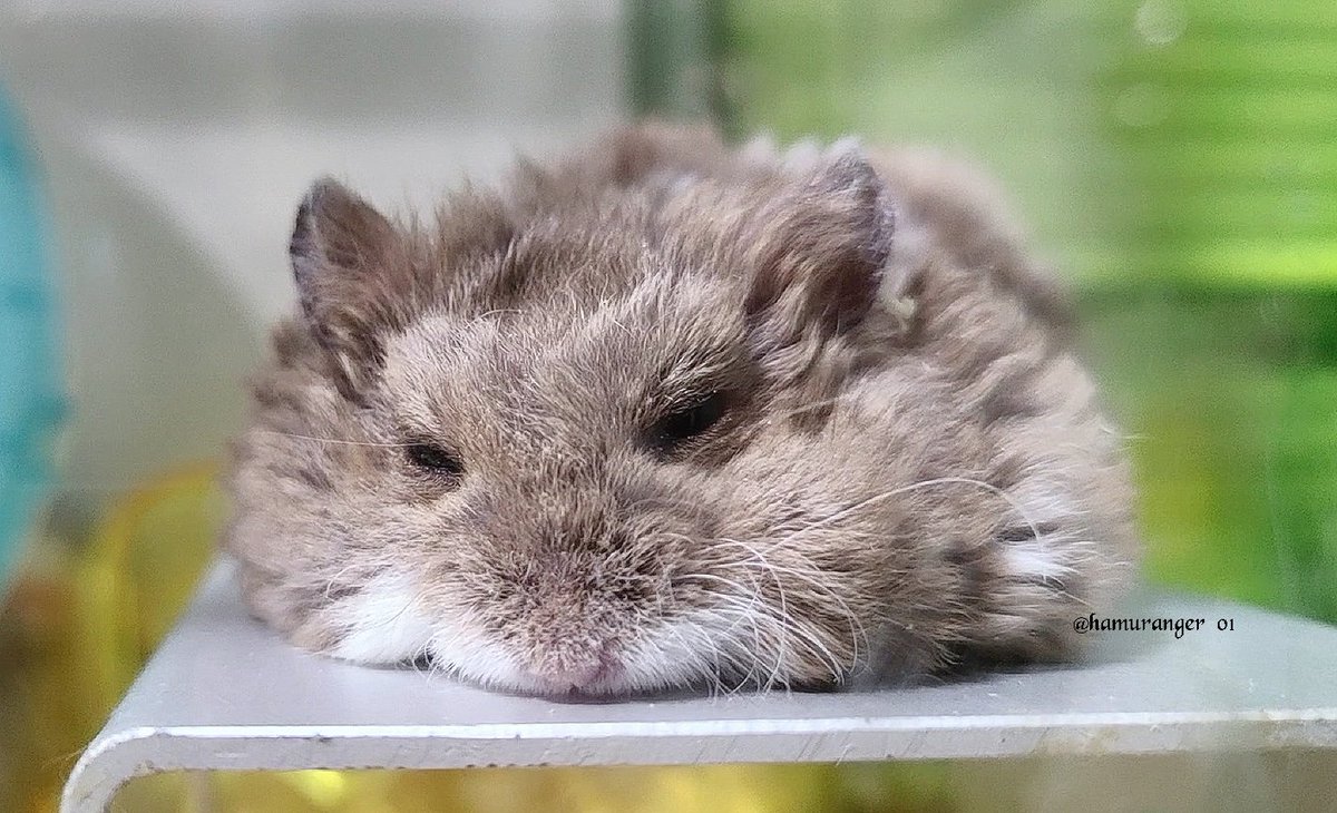 hamuranger_01's tweet image. くて…🐹
Campbell dwarf hamster rex
#キャンベルハムスター
#ハムスター