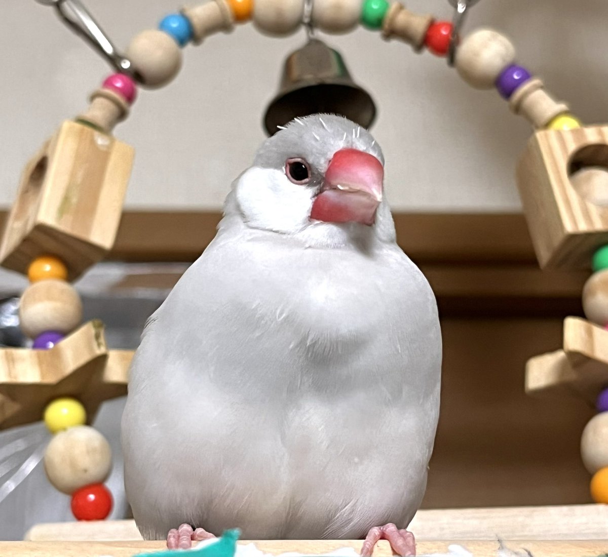 もちもち〜🐦
すずの帽子可愛いね🥰
　#文鳥