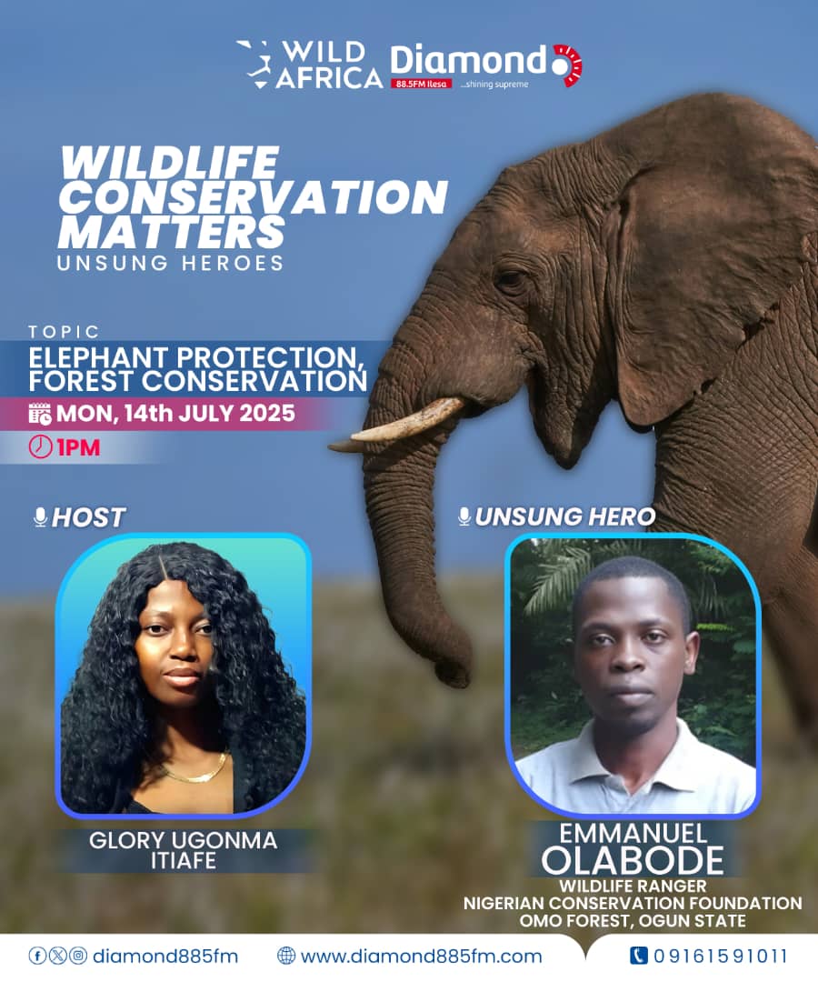 diamond885fm's tweet photo. On #WildlifeConservationMatters with @TheGlory01 , we spotlight Emmanuel Olabode of @ncfnigeria who is one of Nigeria's amazing rangers
protecting forest elephants in Omo Forest, Ogun State.
Let’s honour Nigeria’s rangers! 🌳🐘
#Conservation #Wildlife #NCF #ForestHero #Rangers https://t.co/DxV4x0Sr7A