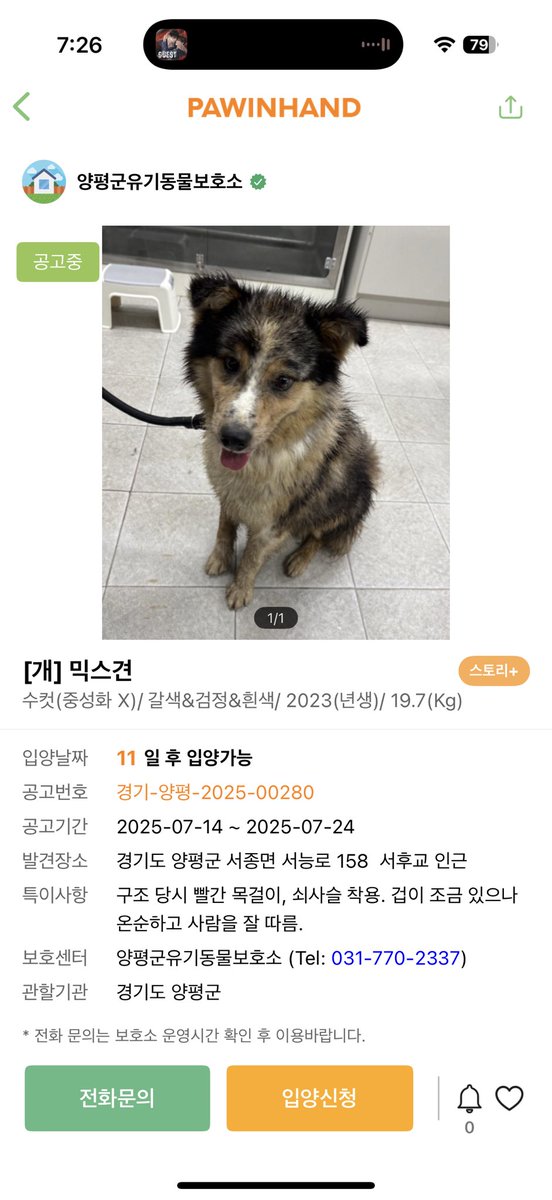 오늘 점심때쯤 발견해서 구조해서 센터보냈는데 집나온게 오늘 같아서.. (어제 양평 비 개많이 왔는데 애가 안젖어있어서..) 양평에.. 집나온견.. 엄마아빠.. 찾아갈 수 있을까요.. 알티부탁합니다…