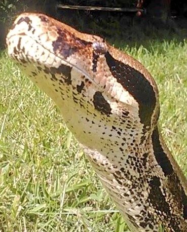 HELLANBIGLOVE's tweet image. ⭐️ Year of the #SNAKE 🐍
🚨 In my garden at my last place, had an eye on my cat #Rosie 🌹 for its dinner #CarpetPython 🚨