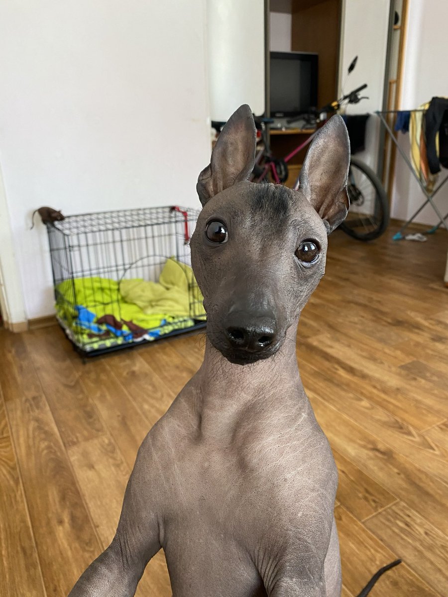 давайте плиз сделаем репост🥺🙏 
Данте ищет семью. 

порода Ксолоитцкуинтли (мексиканская голая собака) 6 лет, весит 7 кг, послушный добрый пес, я его очень люблю! гуляет и ест два раза в день, остальное время греет вас под боком❤️‍🩹

У ребенка в семье началась очень сильная