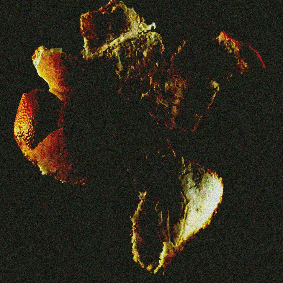 PatrickNelisArt's tweet image. Last week I ate 30 oranges in 7 days in an attempt to eat healthier and lose weight.
After each orange I would take a photo to see how I peeled the skin off.
Below in the comments is a thread of all 30 photos in my fifth art series “SKIN”