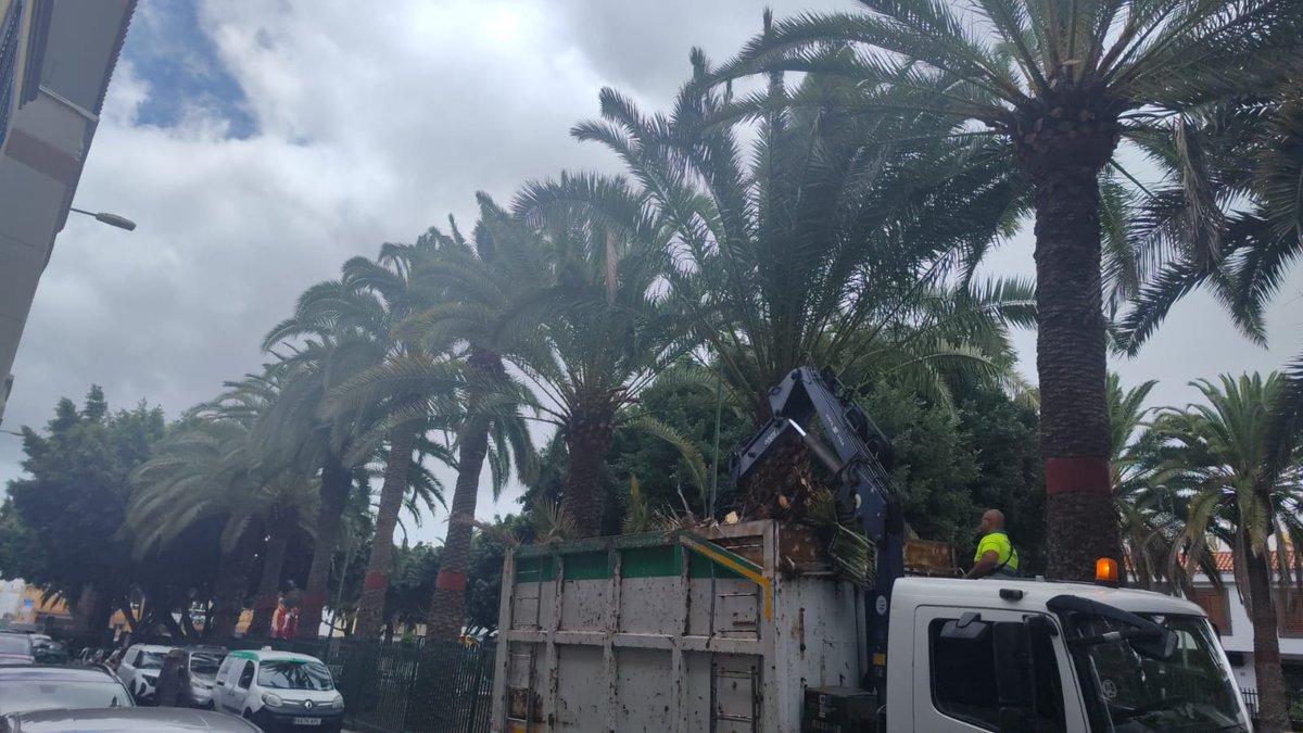 Parques y Jardines LPGC (@jardineslpgc) on Twitter photo 🌴Estamos trabajando en las palmeras del parque Sixto Henríquez, en Lomo Los Frailes.
🩺Actualizamos la poda y revisamos los ejemplares para comprobar su estado de salud.
💚En noviembre tenemos prevista una actuación intensiva en conjunto con <a href="/LimpiezaLPGC/">Servicio Municipal de Limpieza</a>
#LPGCverdeyviva 🌴Estamos trabajando en las palmeras del parque Sixto Henríquez, en Lomo Los Frailes.
🩺Actualizamos la poda y revisamos los ejemplares para comprobar su estado de salud.
💚En noviembre tenemos prevista una actuación intensiva en conjunto con <a href="/LimpiezaLPGC/">Servicio Municipal de Limpieza</a>
#LPGCverdeyviva