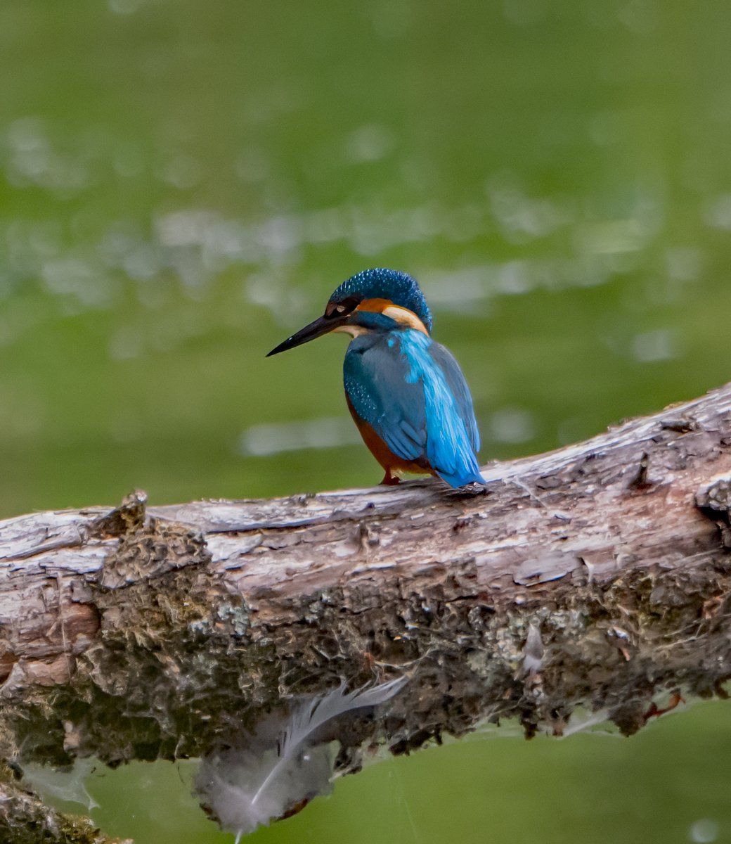 Kingfisher