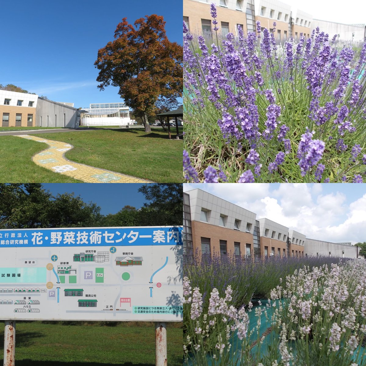 AgriLikers_Do's tweet image. ◤
#北海道 花・野菜技術センターの公式Instagramができました✨
◣
写真や動画を中心に、研究圃場の花や野菜の「今」をお届けします💐🍅
農業へ興味のある方や就農を目指している方は、ぜひフォローをお願いします!!
InstagramURL▼
instagram.com/hro_hanayasai2
#農業 #新規就農 #野菜 #花 #花卉