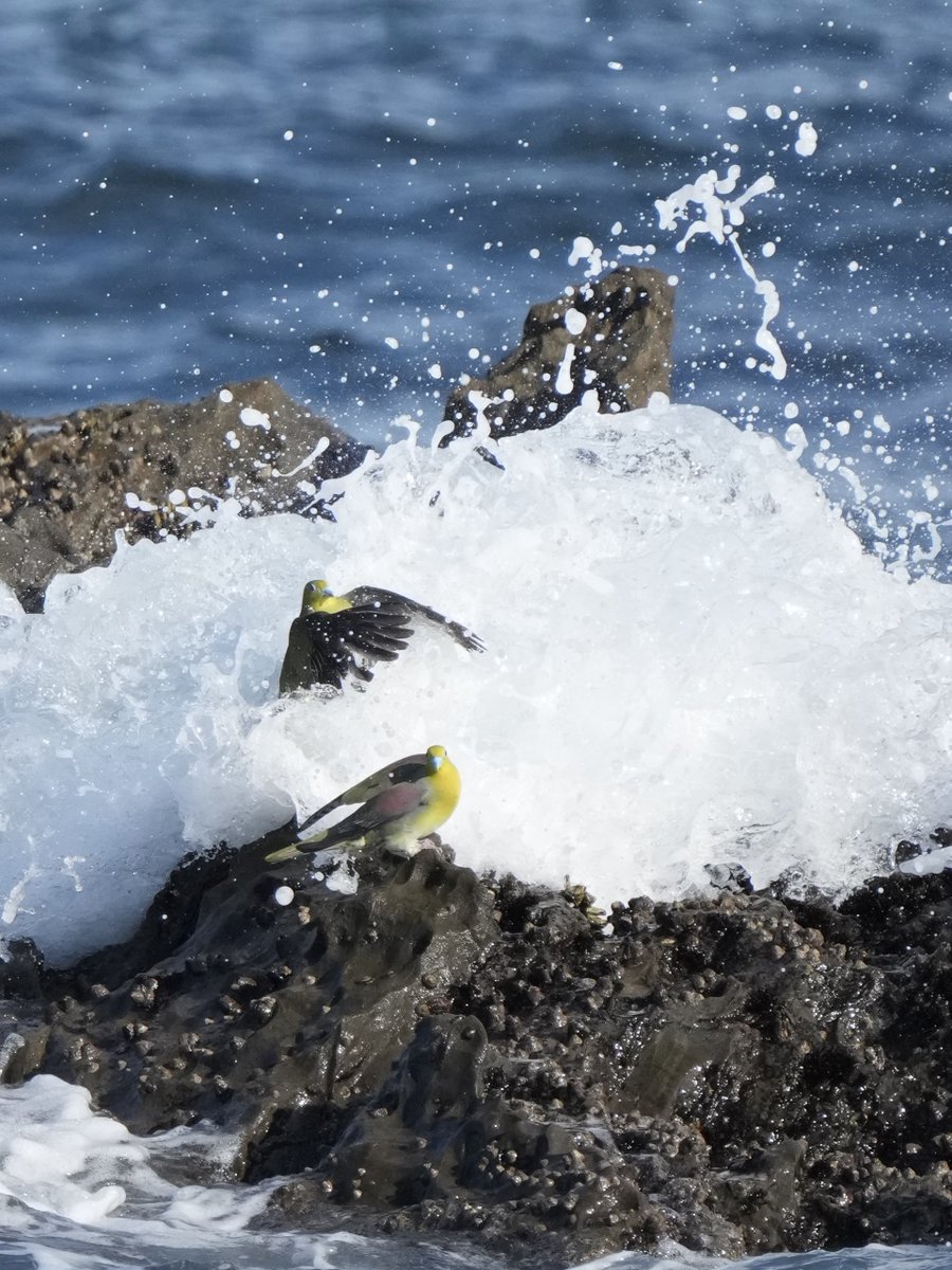 海水を飲むアオバトを3年ぶりに見に行ってきました🌊
命がけ！