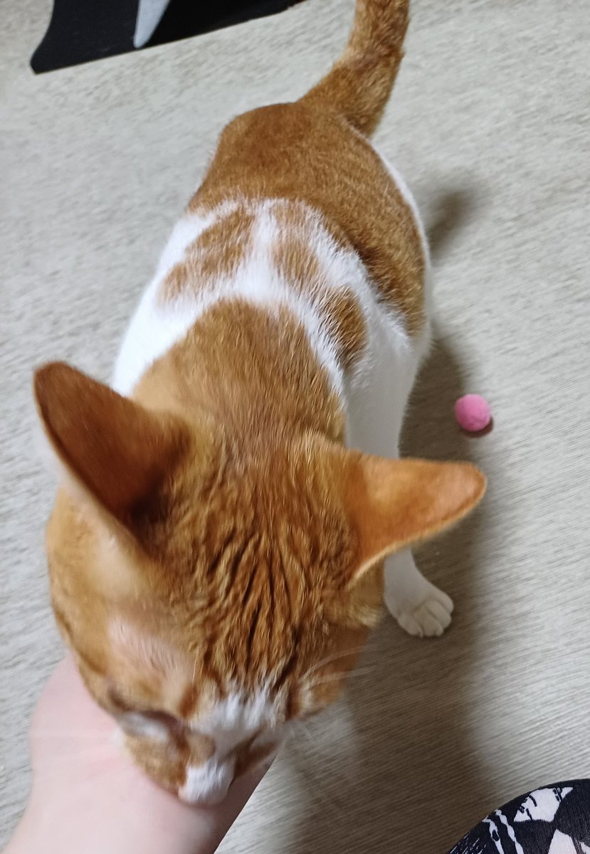 천둥치니 깜짝 놀란 고양이
성질내먄서 인간 물어버림 
기가 막힘