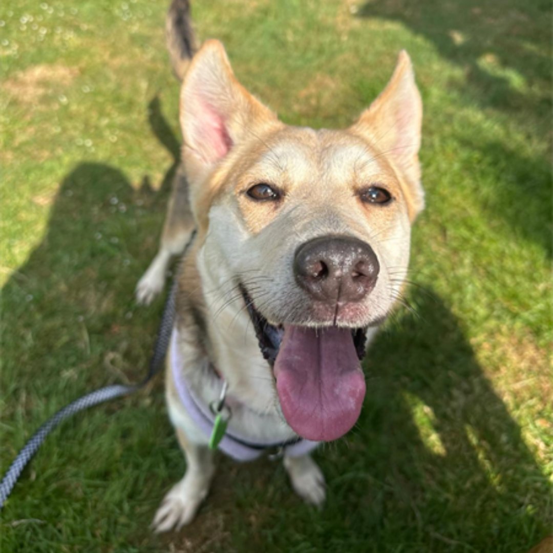 Jerry Green Dog Rescue tweet media