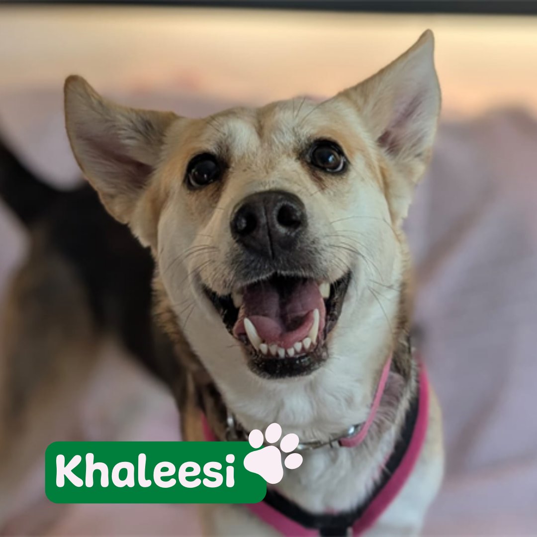 Jerry Green Dog Rescue tweet media