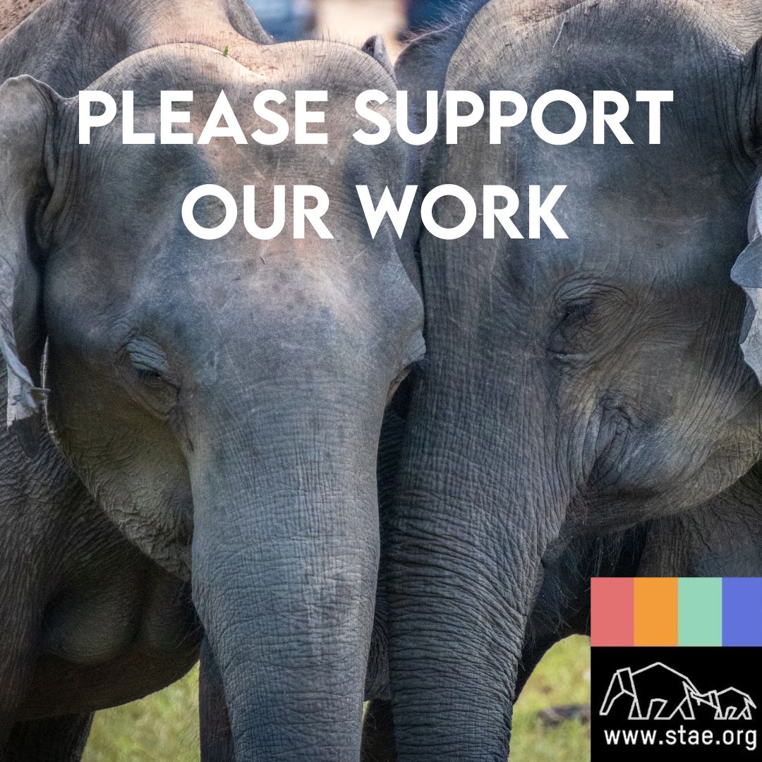 stae_elephants's tweet image. Appalling news indicating that Labour’s pre-election promises about implementation of the Animals (Low-Welfare Activities Abroad) Act are to be broken!
We need your support at this crucial time. Please support our work:
stae.org/donate/