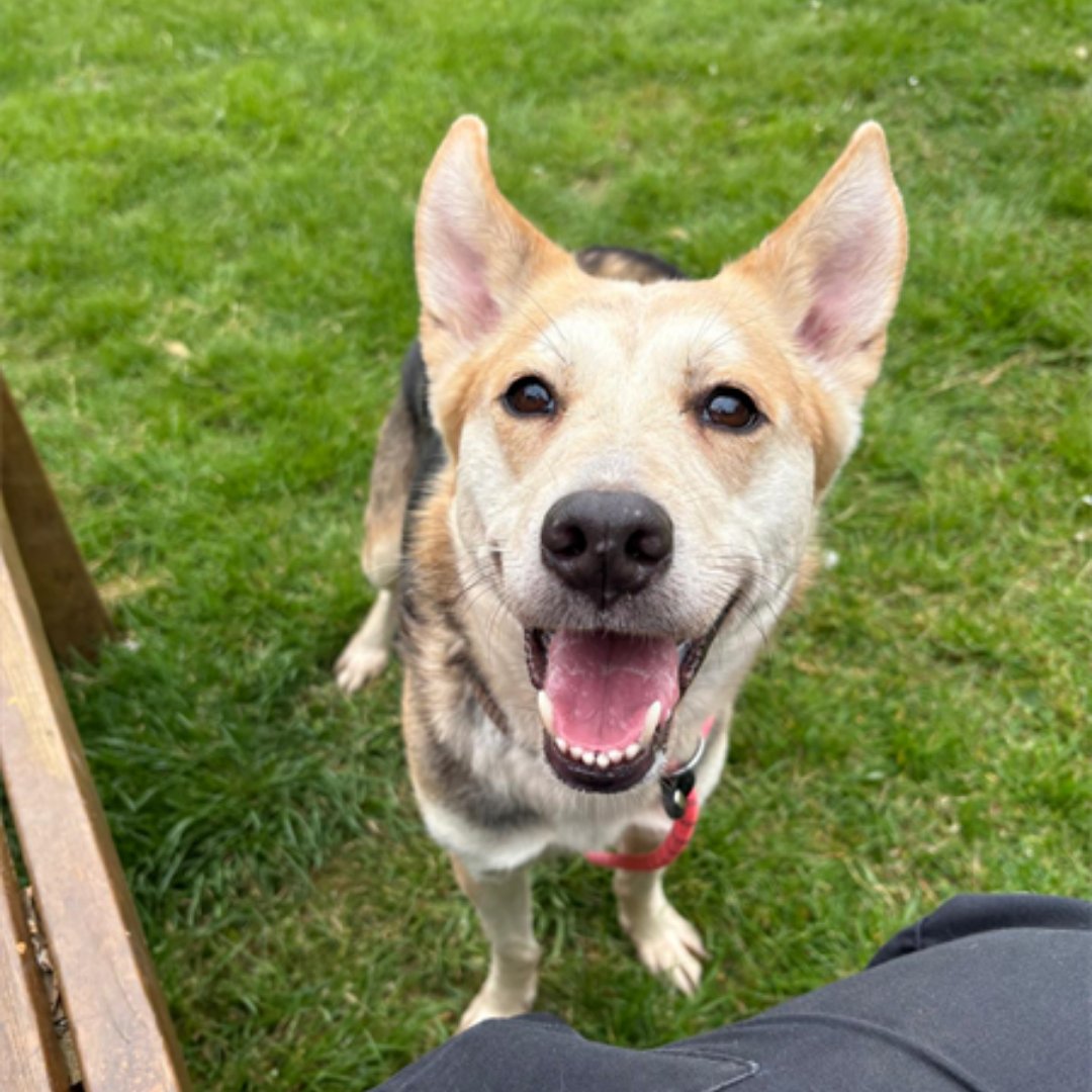 Jerry Green Dog Rescue tweet media