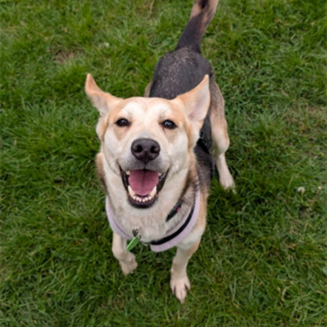 Hi, I'm Khaleesi! ⭐

I'm a 4-year-old German Shepherd Cross with a heart so full of love! I'm looking for a new home with patient owners and no other pets. I could live with children over 11+ years and I'd like my family to be home most of the time. 🐶⬇️

jerrygreendogs.org.uk/dogs/khaleesi/