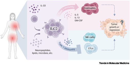 TrendsMolecMed's tweet image. ONLINE NOW: ILC2s in cancer: good, bad, or stay tuned? dlvr.it/TLvhF1