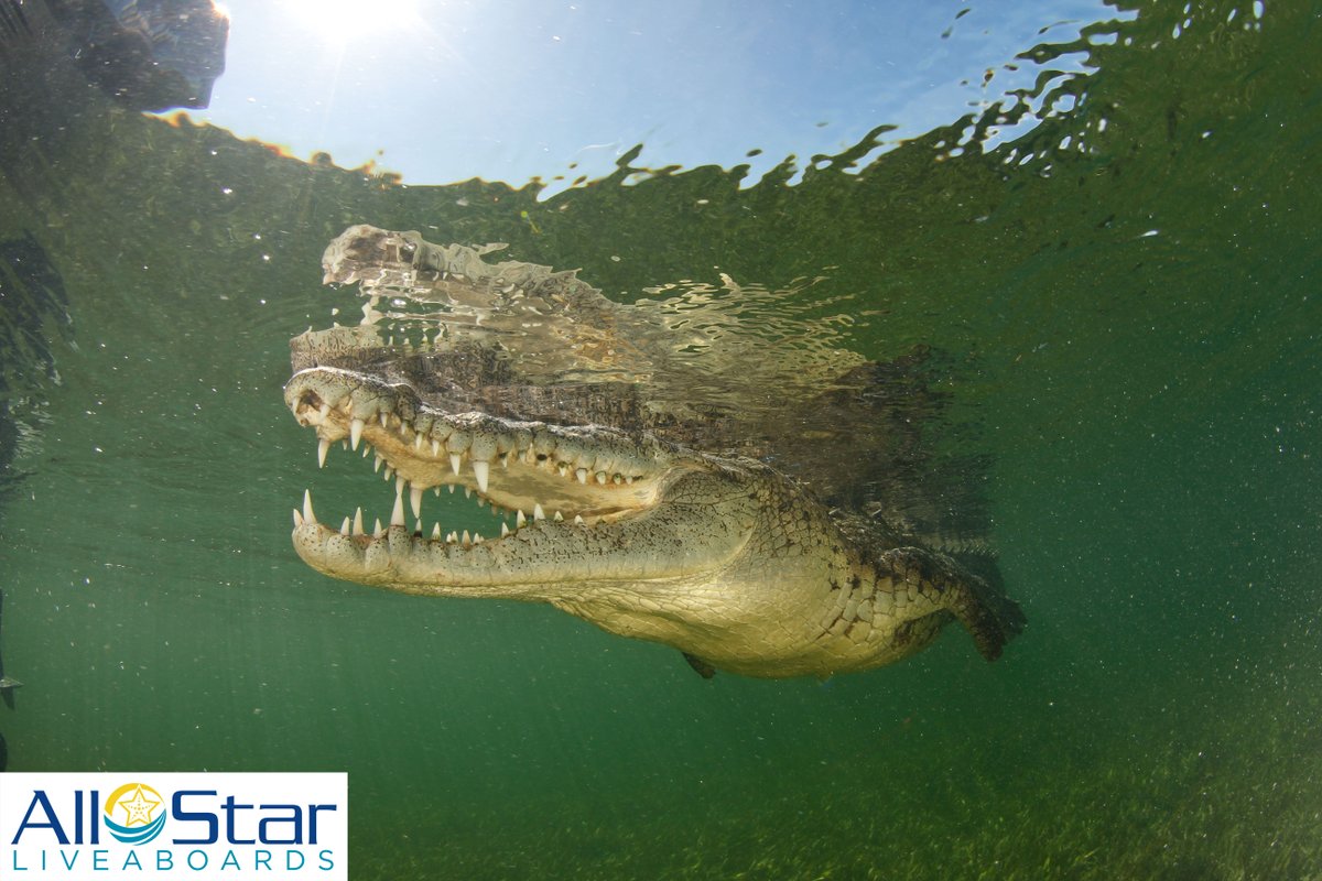 One of the friendly faces you may meet in Cuba. 🐊

~All Star Avalon

#allstarliveaboards #cuba #JardinesdelaReina #GardensoftheQueen #caribbean #scuba #liveaboard #buceo #underwater #underwaterphotography  #diverlife #ilovediving #oceans #divinglife #divetrip
