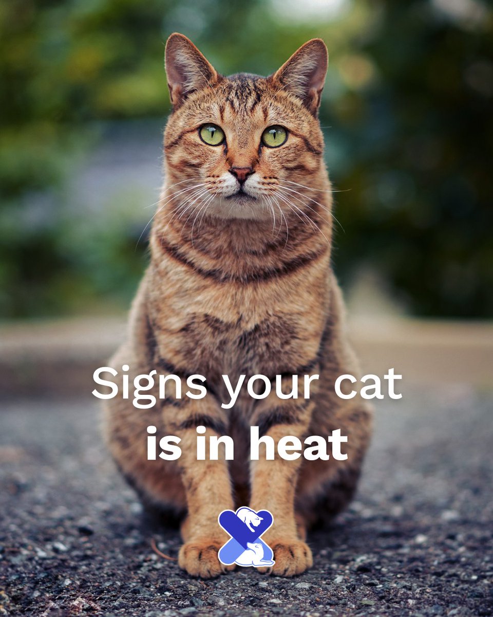 Is your cat in heat? 😿

Signs include:
🔊 Loud meows
🐾 Rolling &amp; rubbing
🚪 Trying to escape
Tail up when stroked

Spaying helps prevent stress &amp; unwanted litters.

#CatInHeat #UKPetDrugs #CatCareTips #SpayAndNeuter