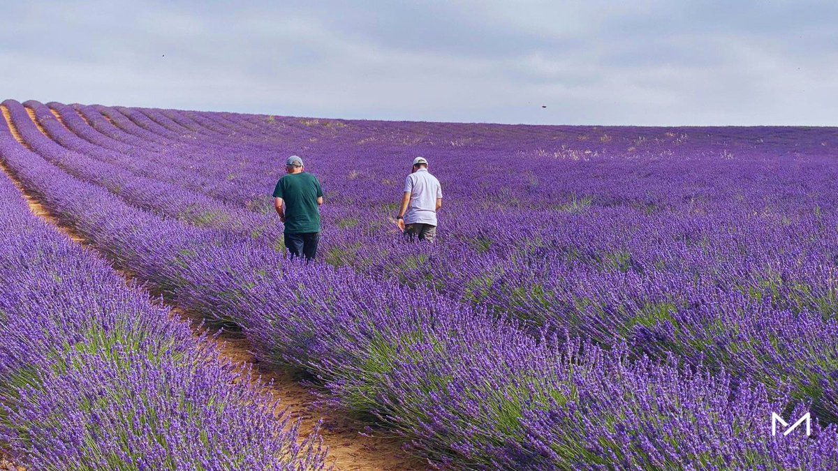 FundManantial's tweet image. 💜 La residencia Torrejón visitó los campos de lavanda de #Brihuega en una jornada sensorial e inmersiva.
Una experiencia diferente, en plena naturaleza y fuera de la rutina, compartida entre residentes y profesionales. 🌿
#SaludMental #Bienestar #Inclusión #FundaciónManantial