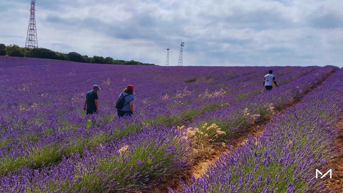 FundManantial's tweet image. 💜 La residencia Torrejón visitó los campos de lavanda de #Brihuega en una jornada sensorial e inmersiva.
Una experiencia diferente, en plena naturaleza y fuera de la rutina, compartida entre residentes y profesionales. 🌿
#SaludMental #Bienestar #Inclusión #FundaciónManantial