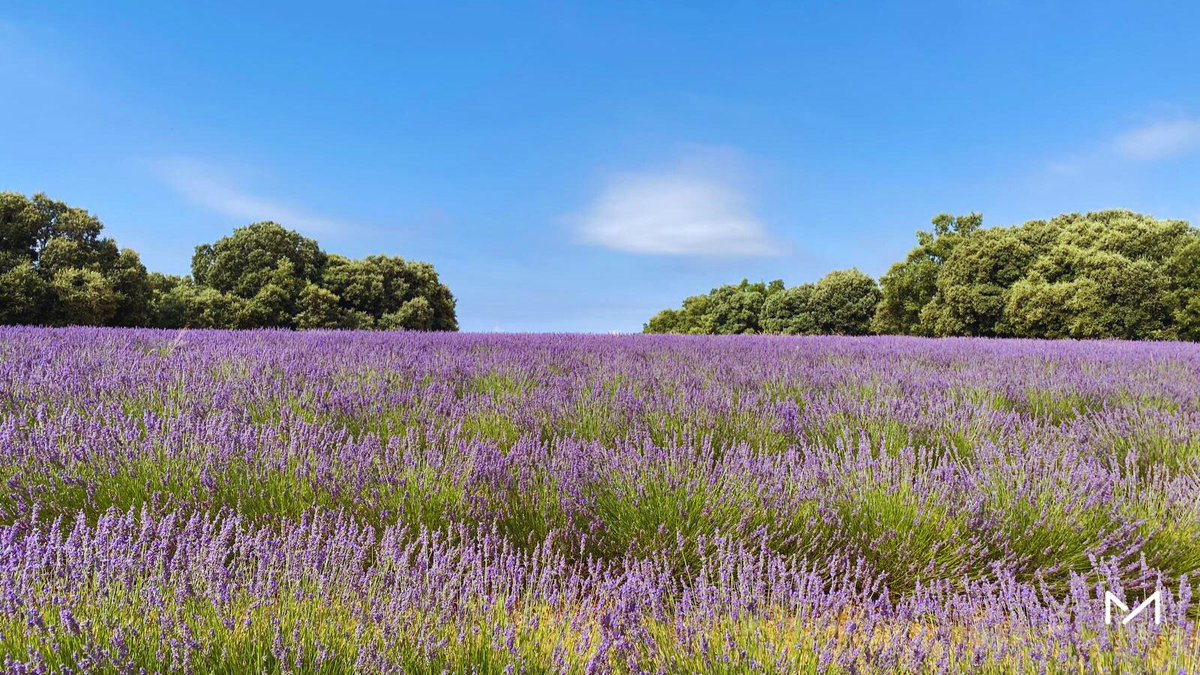 FundManantial's tweet image. 💜 La residencia Torrejón visitó los campos de lavanda de #Brihuega en una jornada sensorial e inmersiva.
Una experiencia diferente, en plena naturaleza y fuera de la rutina, compartida entre residentes y profesionales. 🌿
#SaludMental #Bienestar #Inclusión #FundaciónManantial