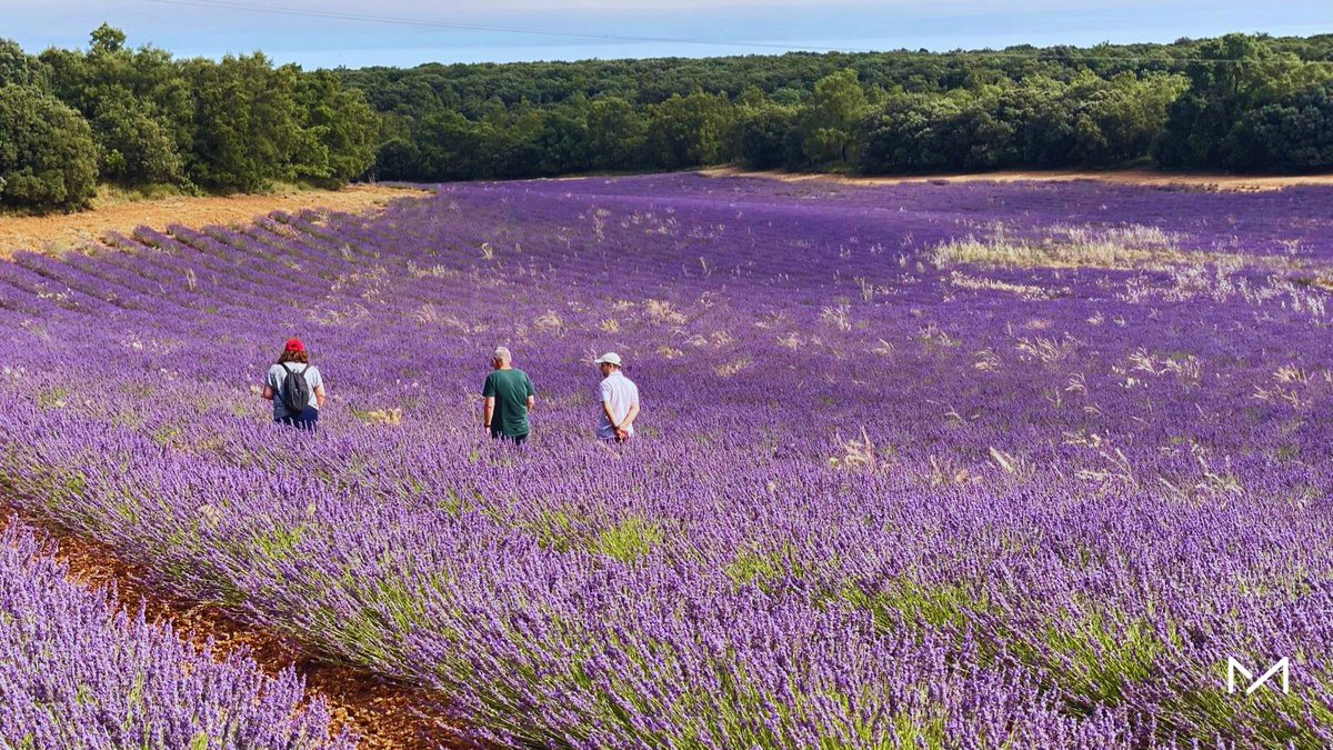 FundManantial's tweet image. 💜 La residencia Torrejón visitó los campos de lavanda de #Brihuega en una jornada sensorial e inmersiva.
Una experiencia diferente, en plena naturaleza y fuera de la rutina, compartida entre residentes y profesionales. 🌿
#SaludMental #Bienestar #Inclusión #FundaciónManantial