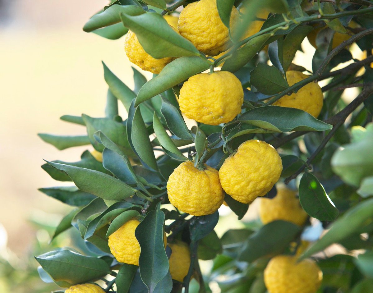 Yuzu is a small Japanese citrus fruit that has a bright, tart and slightly floral citrus scent. It's often described as a combination of grapefruit, mandarin and lemon with a tart/sweet character. It blends beautifully with florals in perfume. #scentlodge