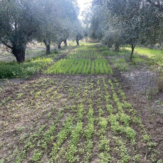 ProjectGood's tweet image. Strategic cover crop selection for mycorrhizae maximizes benefits: Choosing AMF-compatible species (legumes, grasses), Avoiding non-host plants like brassicas, Using diverse species mixtures. Visit our AWM Repository at goodhorizon.eu/platform/awm-p… #agroecologyisgood #goodhorizon