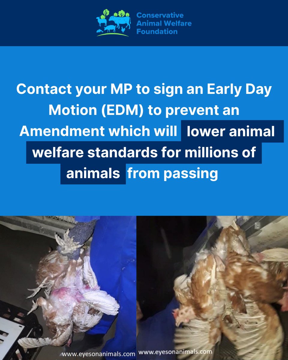 Conservative Animal Welfare Foundation (@conservativeawf) on Twitter photo The Government is changing animal welfare law to allow millions of chickens to be carried upside down by their legs- a practice that is known to cause severe pain and suffering.
MP <a href="/AdrianRamsay/">Adrian Ramsay MP</a> has tabled an EDM to block this.
✍️ Ask your MP to sign now before it comes into The Government is changing animal welfare law to allow millions of chickens to be carried upside down by their legs- a practice that is known to cause severe pain and suffering.
MP <a href="/AdrianRamsay/">Adrian Ramsay MP</a> has tabled an EDM to block this.
✍️ Ask your MP to sign now before it comes into