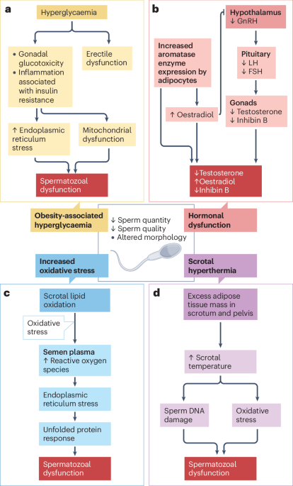 NatureRevEndo's tweet image. New content online: Can obesity pharmacotherapy be used to manage male infertility? bit.ly/3GHhgse