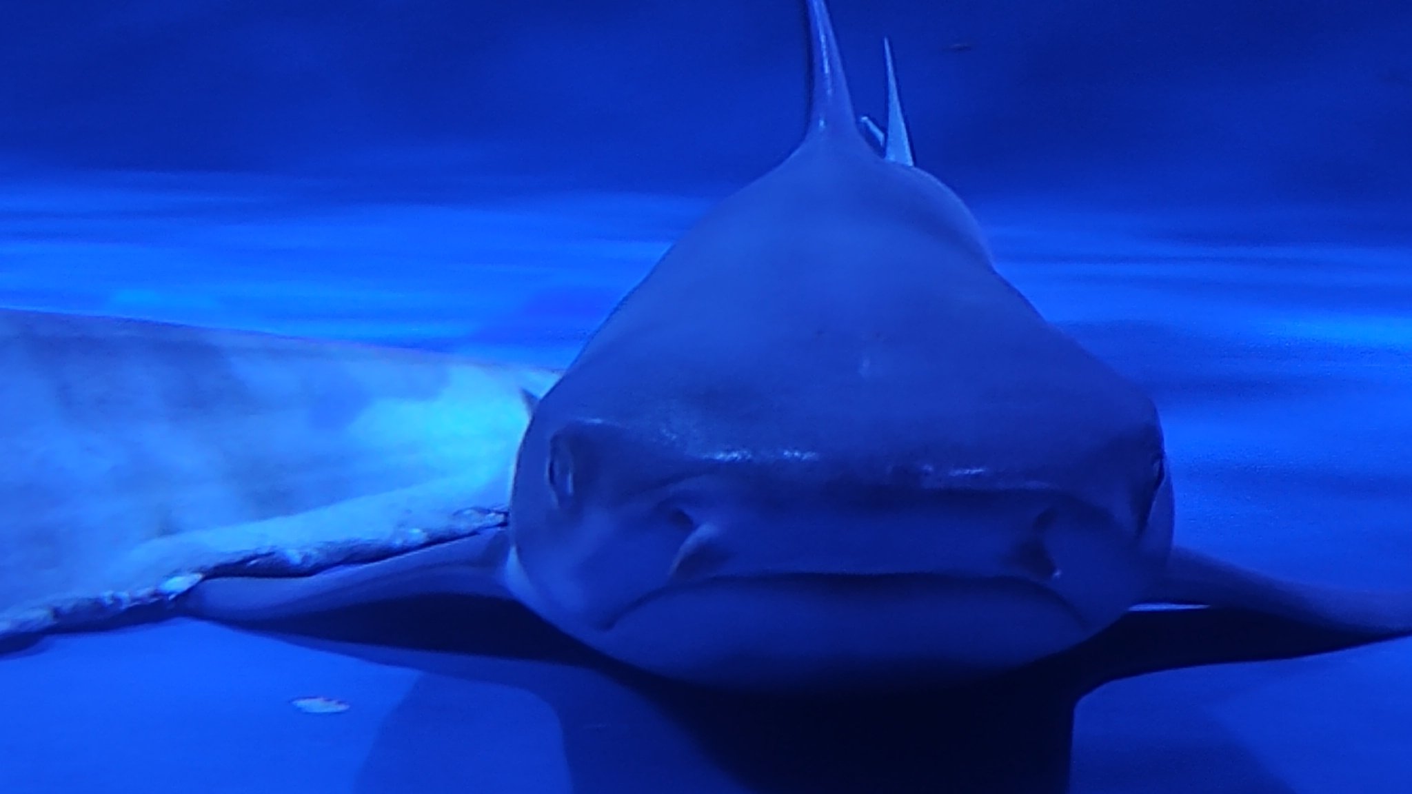 Samemán🦈サメのなんこつ on X: 