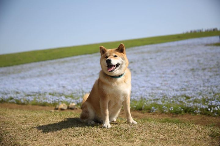 $MARU is charged up… ready to woof woof and moon like never before 🌕

The bark gets louder, the candles get greener.

Strap in. The dog’s not walking, he's flying!