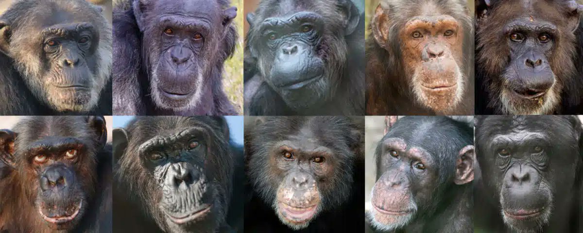 Op Wereld Chimpansee Dag staan we stil bij het leven van de chimpansees die we bij AAP opvangen. De dieren hebben allemaal een naar verleden: bit.ly/AAP-chimpansee… #wereldchimpanseedag