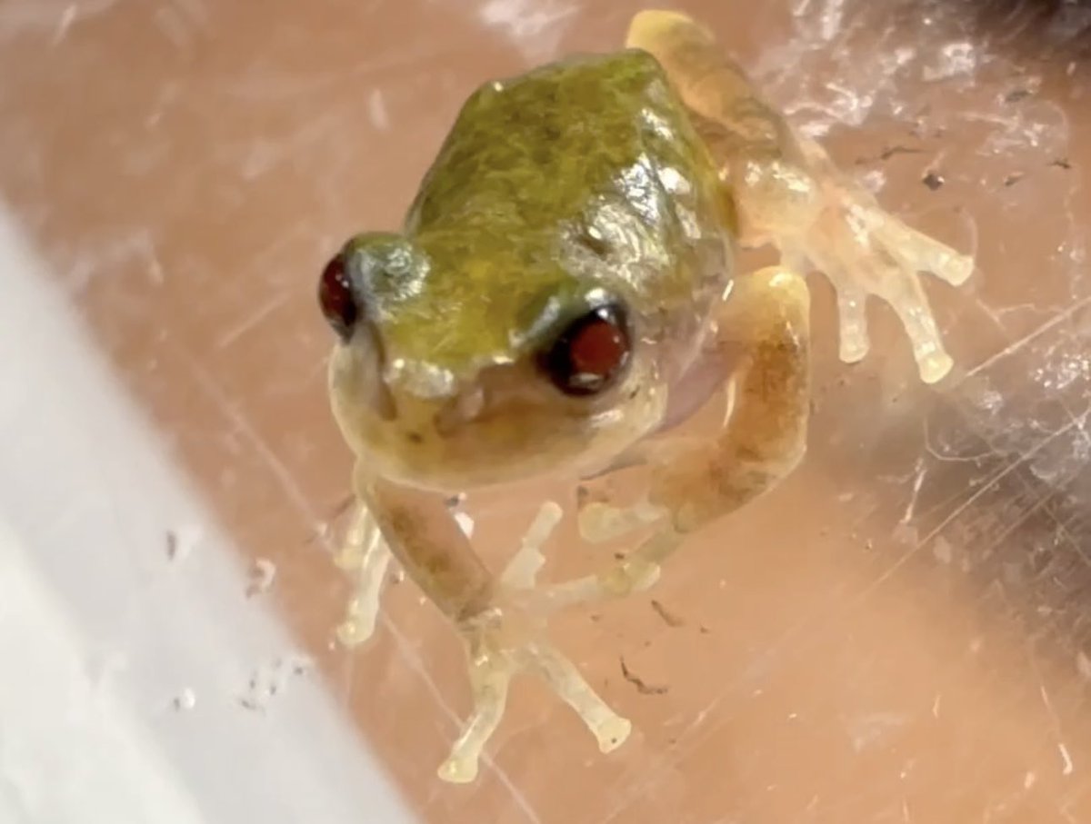 thorgogo's tweet photo. 美しいアマガエル達🐸 https://t.co/Jowskf5QeZ