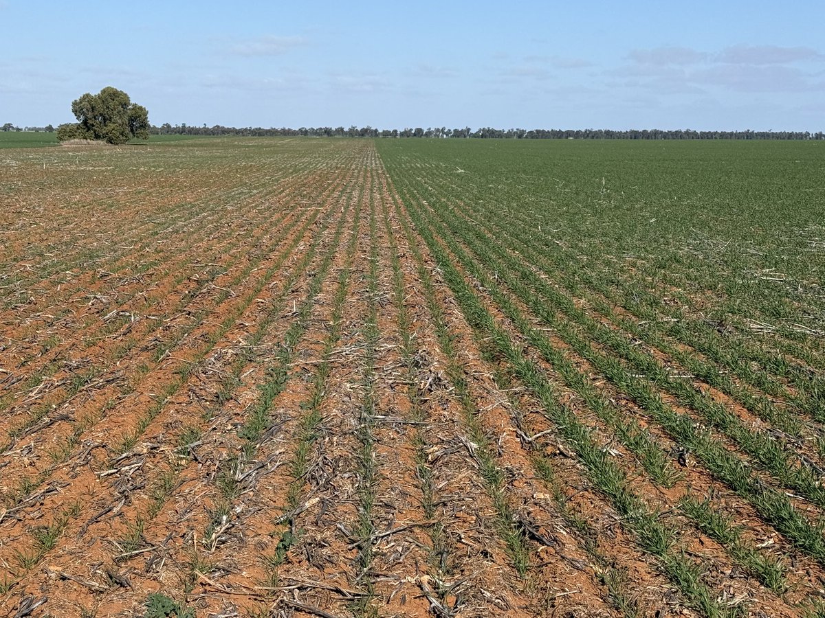 Barry Haskins (@agrobaz) on Twitter photo Reminder of Phosphorous responses on high p soils in a dry late start. P is so important in low rainfall acid soils! Canola stubble and fallow always most responsive. Reminder of Phosphorous responses on high p soils in a dry late start. P is so important in low rainfall acid soils! Canola stubble and fallow always most responsive.
