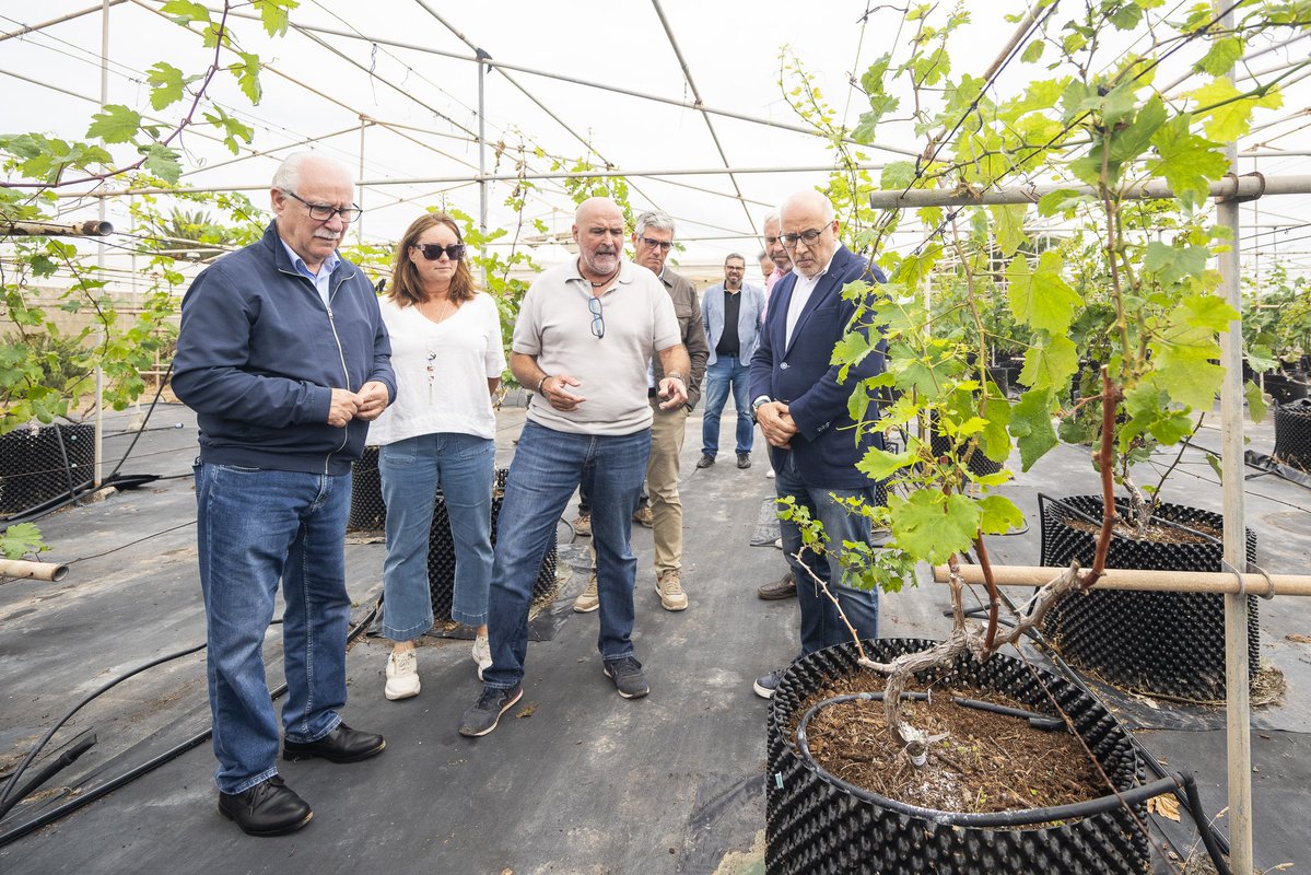 sectprimariogc's tweet image. 🍇 Gran Canaria ya cuenta con el primer vivero de vid certificado del archipiélago 🏅🍷
Gracias al Proyecto de Selección Clonal, hoy producimos cepas sanas, libres de virus y con 9 variedades locales 🌿💪
Un gran paso para proteger nuestras viñas y vinos 🍇🍷
#GranCanariaCultiva