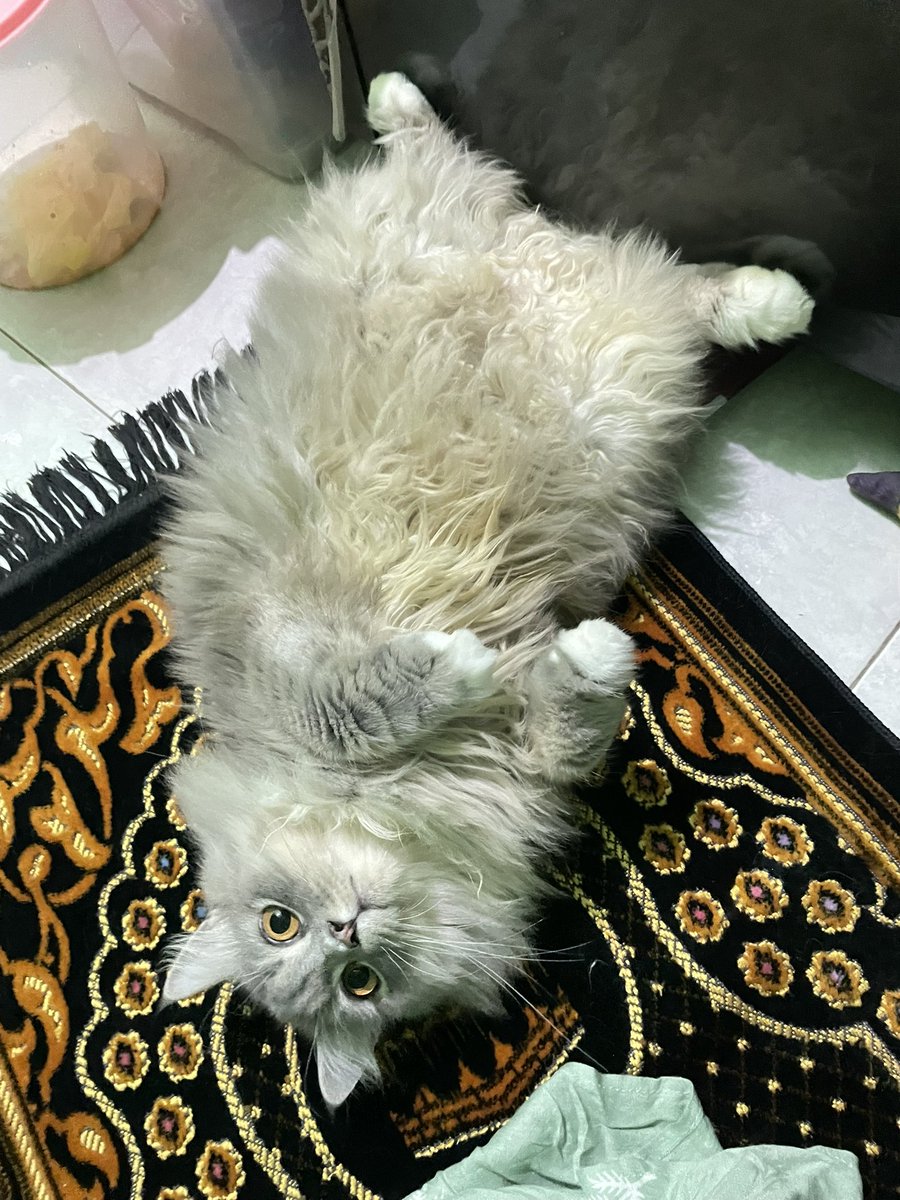 paling cuka kalau lihat mami colat😚😚