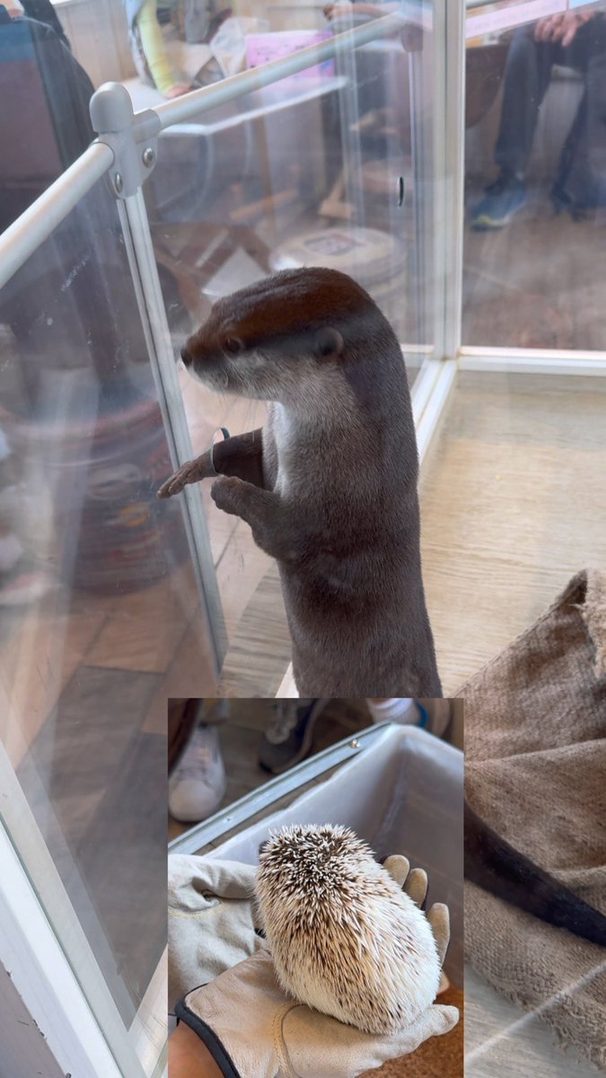 【You Tube Preview】

Title Otter &amp; Hedgehog
Cooperation Otter Cafe® HARRY Harajuku Terrace Store

It will be posted on YouTube at 8 a.m. on Tuesday, July 15. Thank you for subscribing to the channel🙇
Second YouTube Channel (Fukurou)
Youtube.com/@fukuro-s88